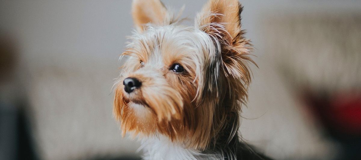 Small, hairy Terrier dog - Best Air Filter for Pet Hair