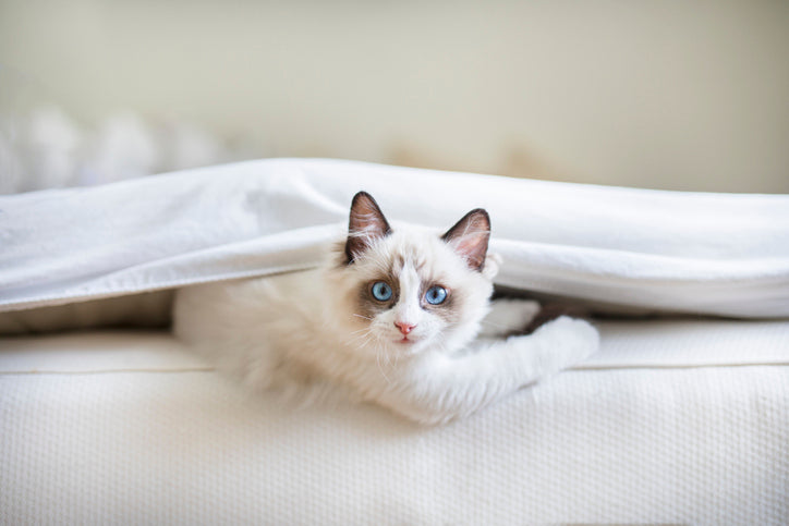 Best ac filter for pets discount