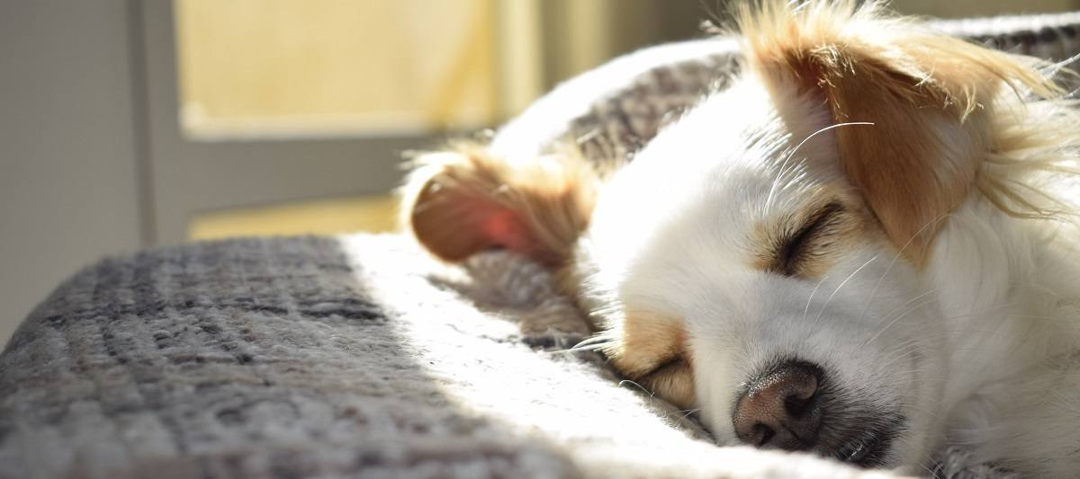 Dog sleeping peacefully in the sun