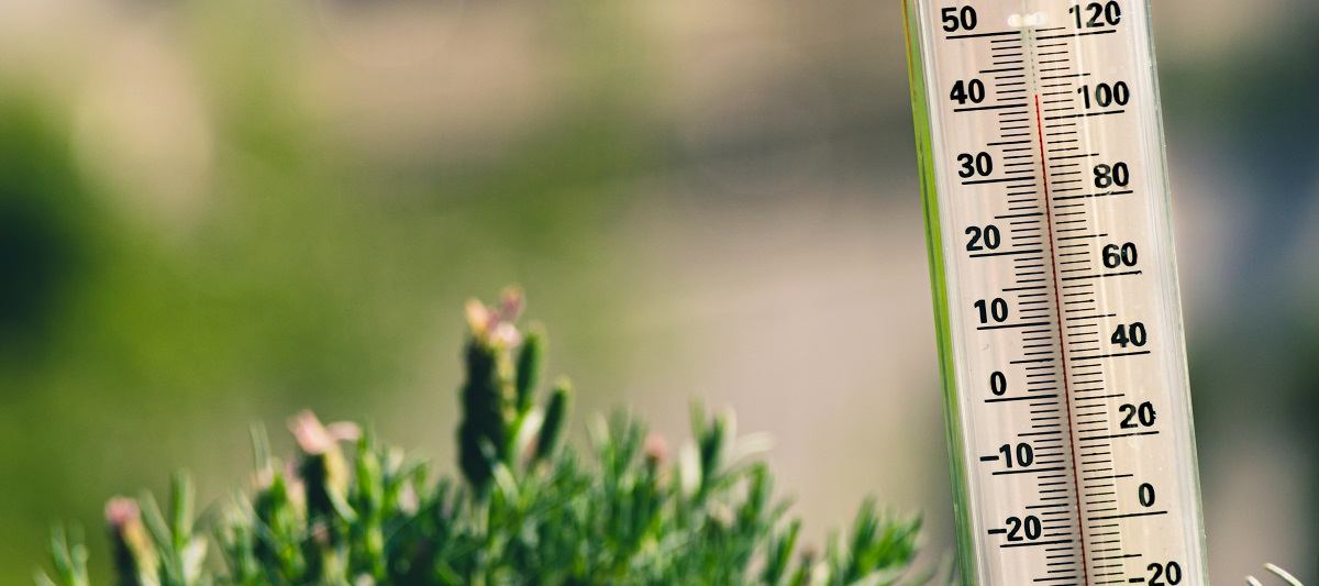 Thermometer in the grass reading over 100 degrees F