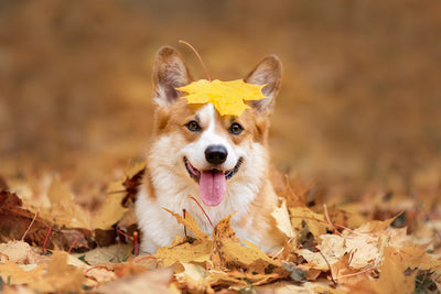 Acceptez le changement de saison : pourquoi vous devriez changer les filtres à air chaque automne 