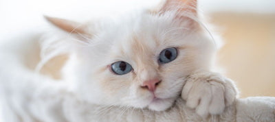 How to Get Rid of Cat Dander