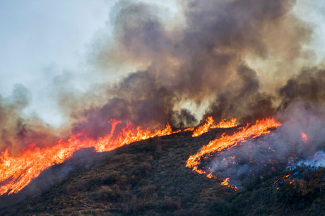 It's Wildfire Season Again, But Your Indoor Air Quality Doesn't Have to Suffer